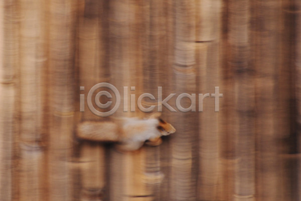 이동 사람없음 JPG 포토 해외이미지 다람쥐 목재 벽