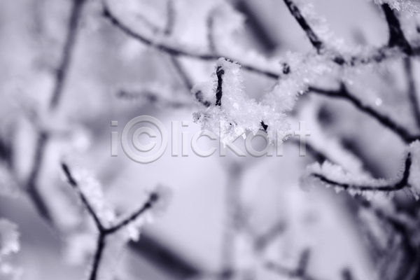 사람없음 JPG 근접촬영 아웃포커스 포토 해외이미지 겨울 겨울풍경 나뭇가지 상고대 야외 주간 풍경(경치)