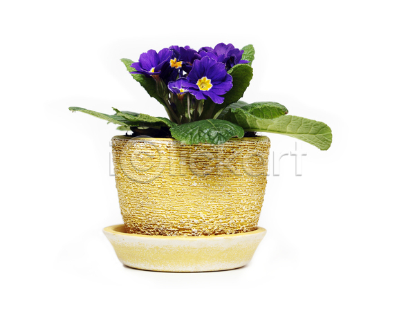 사람없음 JPG 포토 해외이미지 가정 고립 꽃 먼지 식물 원예 제비꽃 화분
