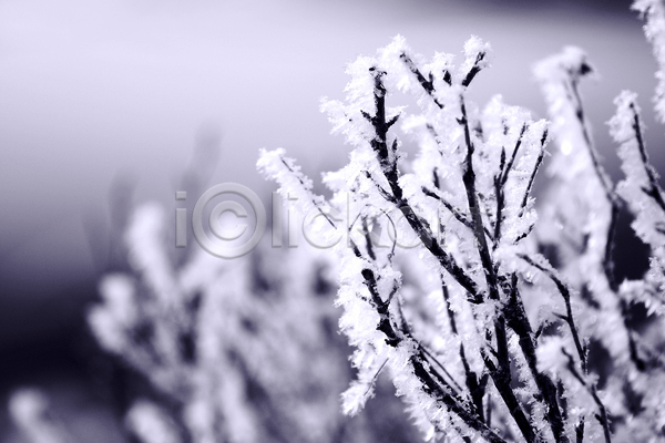 사람없음 JPG 아웃포커스 포토 해외이미지 겨울 겨울풍경 나뭇가지 상고대 야외 주간 풍경(경치)