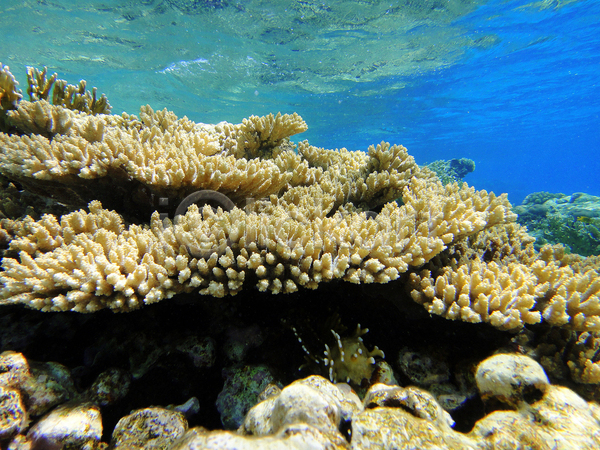 사람없음 JPG 포토 해외이미지 다이빙 무료 물 바다 빨간색 산호 수중 야생동물 어류 이집트 자연 파란색