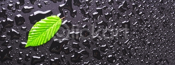 떨어짐 신선 사람없음 JPG 포토 해외이미지 가을(계절) 검은색 물 물방울 백그라운드 벽지 봄 생태계 생태학 스파 신용카드 에코 여름(계절) 우주 이슬 잎 자연 젖음 질감 초록색 추상 카피스페이스 컨셉 환경