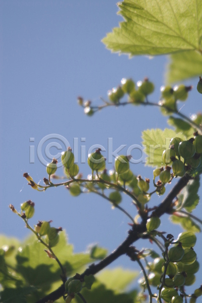 사람없음 JPG 로우앵글 소프트포커스 포토 해외이미지 구스베리 야외 잎 주간 초록색 하늘