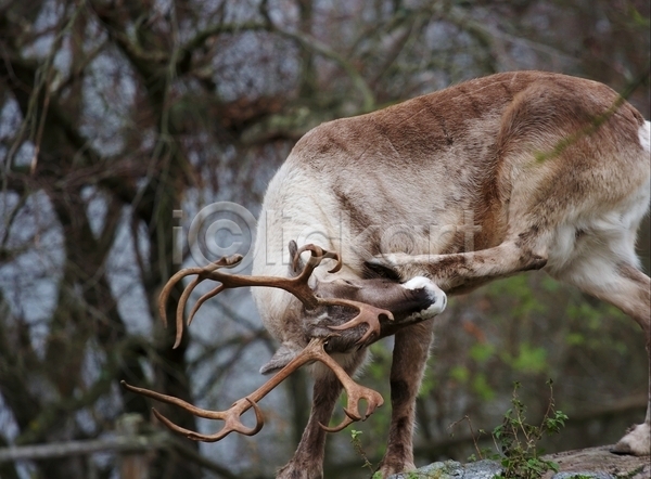 사람없음 JPG 포토 해외이미지 북쪽 뿔 사슴 순록 숲 스칸디나비아 야생동물 야외 주간