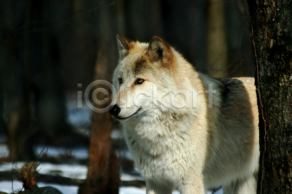 사람없음 JPG 아웃포커스 포토 해외이미지 늑대 숲속 야생동물 야외 주간 한마리