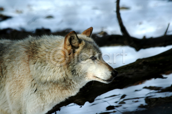 사람없음 JPG 아웃포커스 포토 해외이미지 늑대 야생동물 야외 주간 한마리