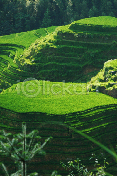 사람없음 JPG 포토 해외이미지 그림자 농작물 밭 밭일 언덕 잎 중국 초록색 풍경(경치) 햇빛