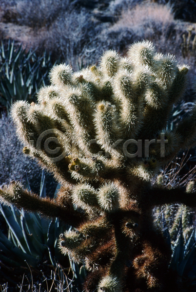 사람없음 JPG 포토 해외이미지 개화 꽃 미국 사막 선인장 식물 캘리포니아