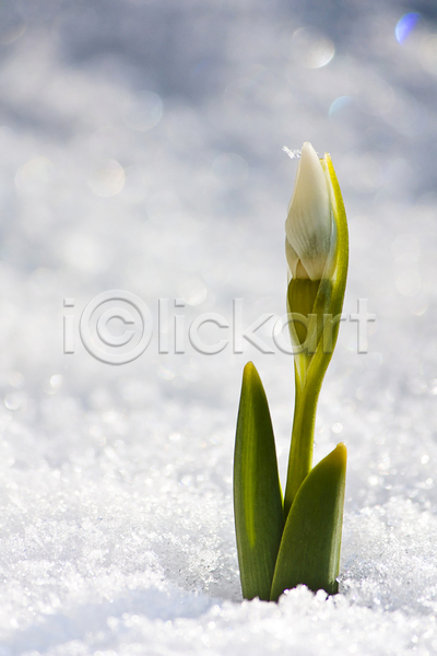 시원함 추위 축하 흥분 사람없음 JPG 포토 해외이미지 겨울 꽃 봄 얼음 우아 잎 자연 헌병 흰색