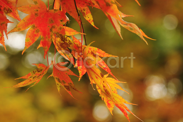 사람없음 JPG 근접촬영 아웃포커스 포토 해외이미지 가을(계절) 가을풍경 단풍 백그라운드 야외 자연 주간 주황색 풍경(경치)