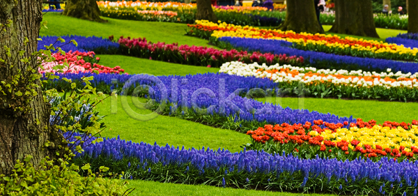 사람없음 JPG 포토 해외이미지 개화 계절 공원 그리너리 꽃 꽃무늬 나무 내추럴 네덜란드 노란색 밭일 배열 벚꽃 봄 빨간색 식물 여행객 오렌지 자연 장식 전구 정원 초록색 컬러풀 튤립 풍경 해외포토 향기 환경 히아신스