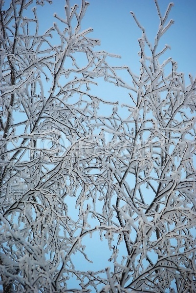 추위 사람없음 JPG 실루엣 포토 해외이미지 겨울 계절 나무 내추럴 냉동 묘사 백그라운드 빛 서리 숲 자연 자작나무 정확 질감 파란색 풍경(경치) 하늘 흰색
