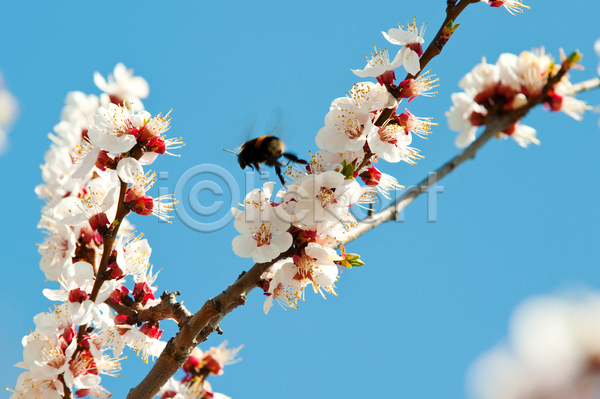 사람없음 JPG 소프트포커스 포토 해외이미지 나뭇가지 벚꽃 봄 야외 주간 햇빛 호박벌