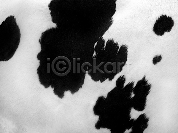 숨김 사람없음 JPG 포토 해외이미지 가득함 검은색 동물 백그라운드 소 시골 심플 야외 자연 장면 점 질감 코트 털 테마 패턴 피부 필름 흰색