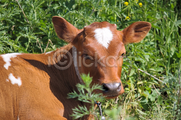 휴식 사람없음 JPG 포토 해외이미지 그림 농업 눈(신체부위) 동물 머리 빨간색 송아지 양모 얼굴 자연 초록색 코