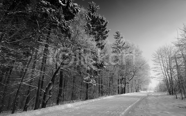 사람없음 JPG 포토 해외이미지 흑백 가로수 겨울 나무 눈(날씨) 도로 야외 자연 풍경(경치)