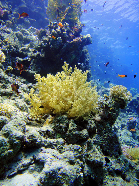 특별함 사람없음 JPG 포토 해외이미지 바다 산호 수중 이집트 자연