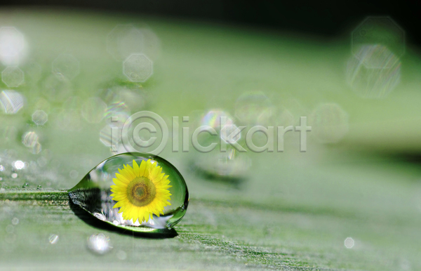 떨어짐 사람없음 JPG 포토 해외이미지 거품 꽃 내추럴 노란색 눈물 물 물방울 식물 액체 이슬 잎 자연 초록색 투명 해바라기