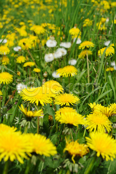 사람없음 JPG 포토 해외이미지 꽃 꽃밭 민들레 야외 자연 주간 풀(식물)