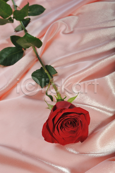 사람없음 JPG 포토 하이앵글 해외이미지 꽃 분홍색 빨간색 잎 장미 천(직물)