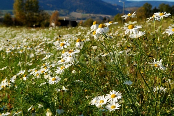 평화 사람없음 JPG 포토 해외이미지 가족 꽃 노르웨이 라이프스타일 맑음 벚꽃 산 스칸디나비아 언덕 여름(계절) 자연 정원 햇빛 휴가 흰색