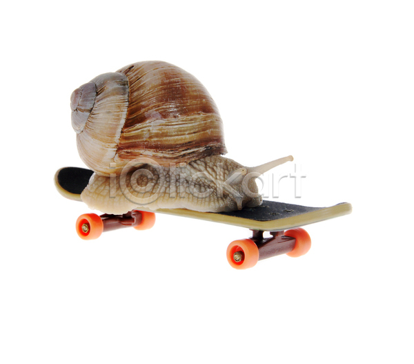 사람없음 JPG 포토 해외이미지 달팽이(동물) 스케이트보드 실내 한마리 흰배경