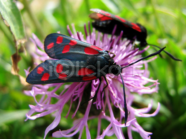 사람없음 JPG 포토 해외이미지 강조 개화 검은색 곤충 꽃 나비 빨간색 자연 탐색