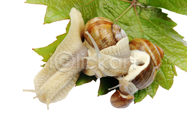 사람없음 JPG 포토 해외이미지 달팽이(동물) 세마리 실내 잎 흰배경