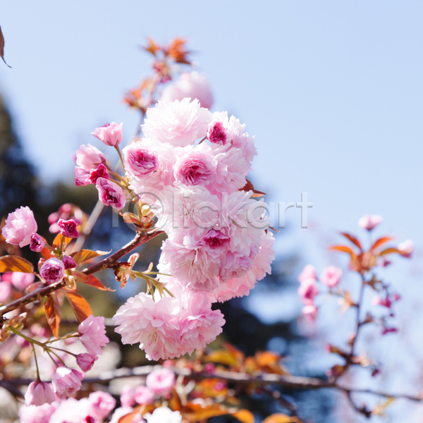 사람없음 JPG 아웃포커스 포토 해외이미지 꽃 분홍색 야외 주간