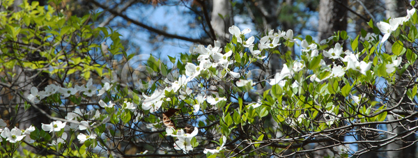 성장 사람없음 JPG 포토 해외이미지 개화 꽃 꽃무늬 꽃잎 나무 나뭇가지 벚꽃 봄 자연 초록색 해외포토 흰색
