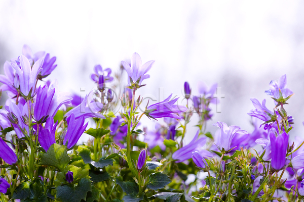사람없음 JPG 포토 해외이미지 꽃 꽃무늬 벚꽃 보라색 봄 블루벨 빛 정원 종 캄파눌라 파란색