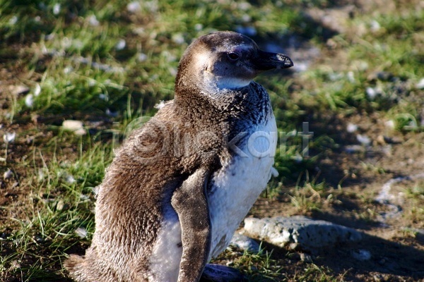 보호 사람없음 JPG 포토 해외이미지 글로벌 남극 봉 아르헨티나 야생동물 조류 칠레 펭귄
