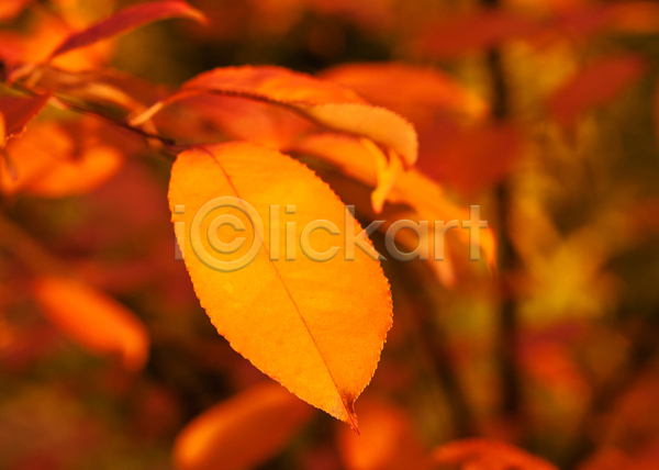사람없음 JPG 포토 해외이미지 가로 가을(계절) 목재 삼림지대 야외 오렌지 잎