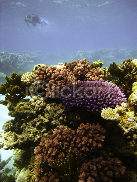 사람 한명 JPG 포토 해외이미지 바다 바닷속 산호초 수영 수중 수중사진 자연 전신 풍경(경치)