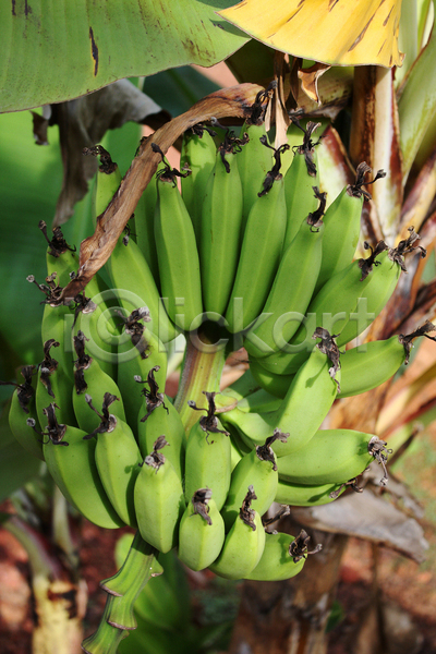신선 사람없음 JPG 포토 해외이미지 과일 농업 다발 많음 바나나 밭일 숙성 열대 자연 초록색