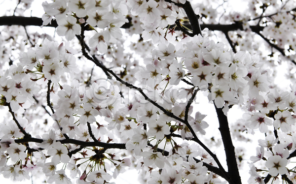 만족 사람없음 JPG 포토 해외이미지 개화 꽃잎 벚꽃 봄 야외 주간