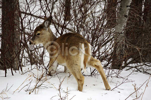 사람없음 JPG 포토 해외이미지 겨울 나뭇가지 사슴 숲 야생동물 야외 주간 캐나다