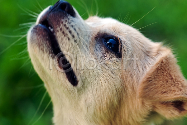 사람없음 JPG 포토 해외이미지 가족 강아지 개 고립 동물 래브라도리트리버 몸단장 반려동물 유래 초록색 친구