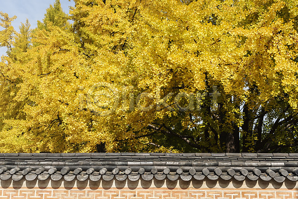 사람없음 JPG 포토 가을(계절) 가을풍경 경복궁 국내여행 궁전 낙엽 단풍 서울 야외 여행 은행나무 은행잎 주간 풍경(경치)