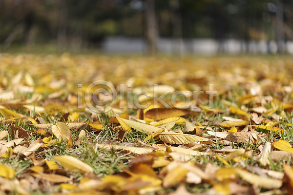 사람없음 JPG 아웃포커스 포토 가을(계절) 가을풍경 경복궁 국내여행 궁전 낙엽 단풍 서울 야외 여행 주간 풍경(경치)