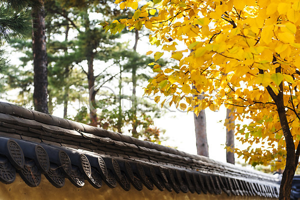 사람없음 JPG 포토 가을(계절) 가을풍경 경복궁 국내여행 궁전 낙엽 단풍 서울 야외 여행 주간 풍경(경치)