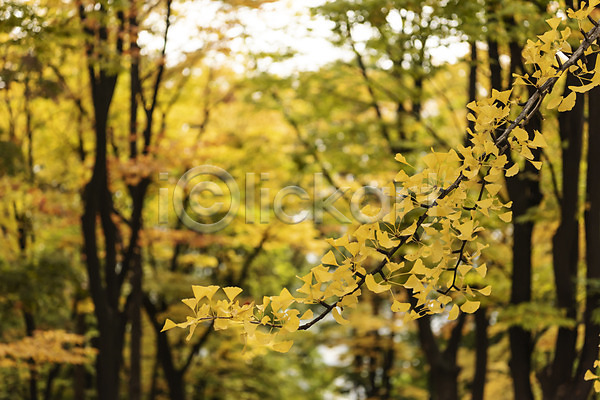 사람없음 JPG 아웃포커스 포토 가을(계절) 가을풍경 국내여행 낙엽 남산 단풍 서울 야외 여행 은행나무 은행잎 주간 풍경(경치)
