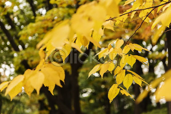 사람없음 JPG 아웃포커스 포토 가을(계절) 가을풍경 국내여행 낙엽 남산 단풍 서울 야외 여행 은행나무 은행잎 주간 풍경(경치)