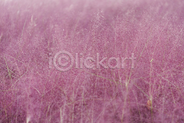 사람없음 JPG 포토 가을(계절) 가을풍경 국내여행 낙엽 서울 야외 여행 올림픽공원 주간 풍경(경치) 핑크뮬리