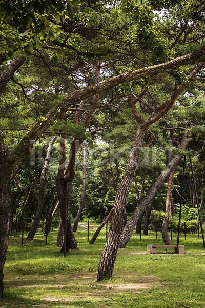휴식 사람없음 JPG 포토 공원 나무 벤치 소나무 야외 여름(계절) 울타리 의자 자연 잔디 조용함 주간 풍경(경치) 휴식처 힐링