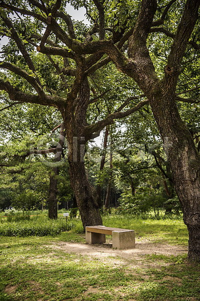 휴식 사람없음 JPG 포토 공원 나무 벤치 소나무 야외 여름(계절) 의자 자연 잔디 조용함 주간 풍경(경치) 휴식처 힐링