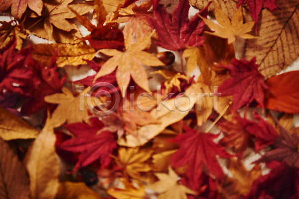감성 사람없음 JPG 근접촬영 포토 가을(계절) 낙엽 단풍 스튜디오촬영 실내 오브젝트