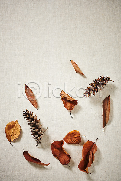 감성 사람없음 JPG 포토 하이앵글 가을(계절) 낙엽 단풍 스튜디오촬영 실내 오브젝트 플랫레이