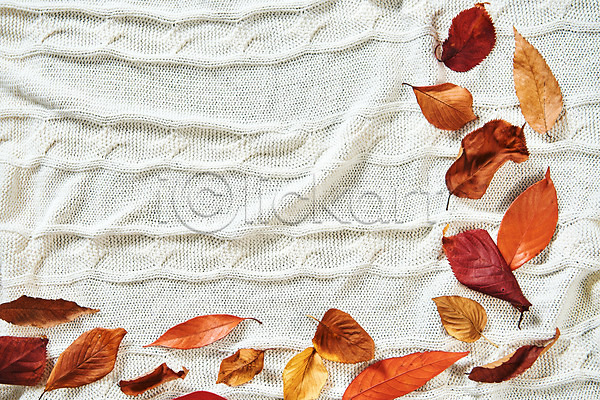 감성 사람없음 JPG 포토 하이앵글 가을(계절) 낙엽 단풍 담요 스튜디오촬영 실내 오브젝트 천(직물) 플랫레이