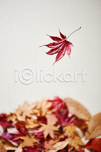 감성 떨어짐 사람없음 JPG 아웃포커스 포토 하이앵글 가을(계절) 낙엽 단풍 스튜디오촬영 실내 오브젝트 플랫레이